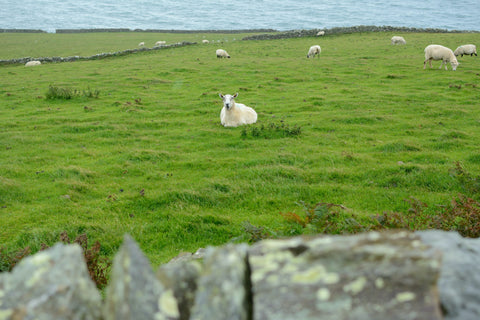 sheep seen in a green field over a stone wall with water and sky in the background