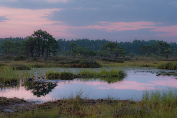 Early in the morning, Riisa bog in Estonia awakens with a captivating display of mist and tranquility, offering a serene and breathtaking sight.