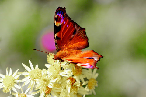 orange butterfly with iridescent pink and purple spots, resting on pale yellow flowers