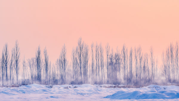 snowfield with bare trees and orange pink sunrise