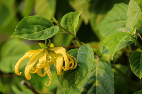 Blooming Ylang-Ylang flower