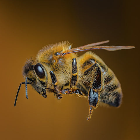 Importance of Honeybees