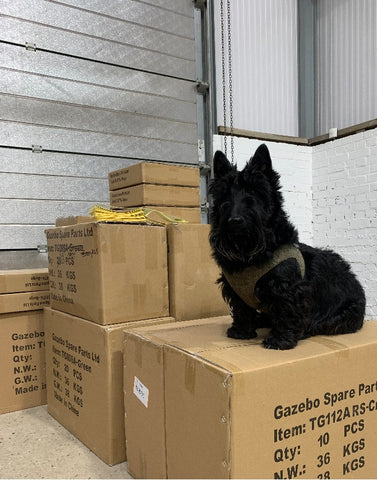 Wilfred Office Dog Packing Boxes