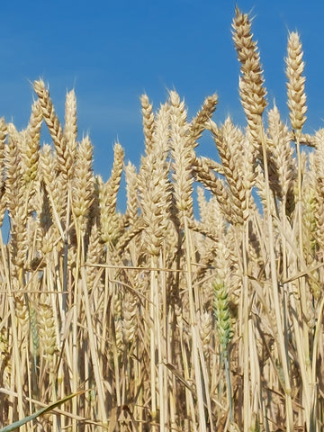 fields of golden wheat