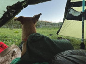 Dog looking out the vestibule of the Cape