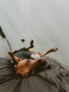 Dog laying inside the Cape on a sleeping bag