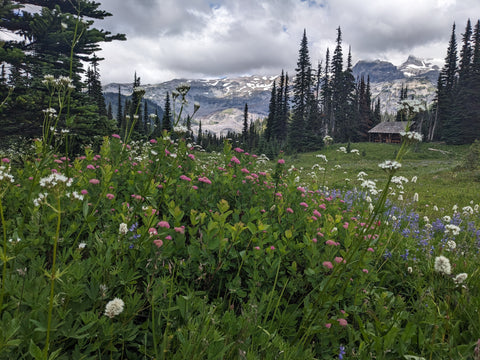 wildflowers popping in front of backcountry ranger cabin