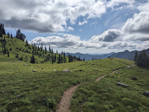 The Wonderland Trail running through an alpine meadow