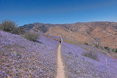 A trail going through a field of purple wildflowers