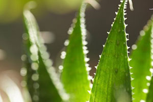 aloe vera sunburn relief