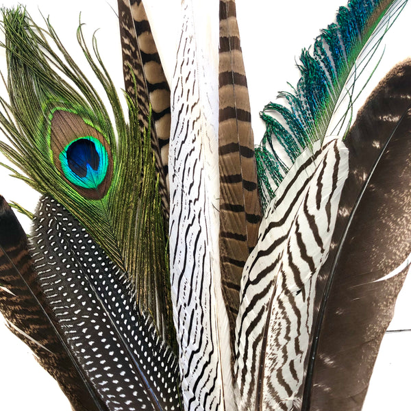 Download Large Natural Feathers 20-35cm Mixed Pack x 10 - Feather ...