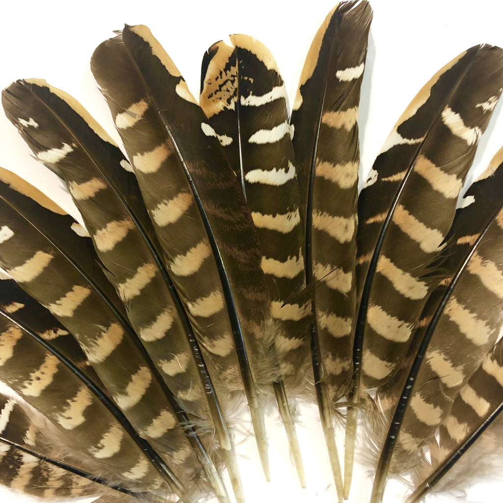 Natural Reeves Pheasant Wing Feather x 10 pcs – Feather.com.au