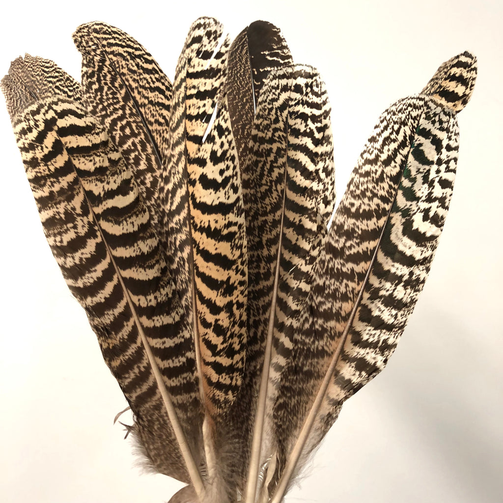 Natural Mottled Peacock Wing Feather - 30cm Large – Feather.com.au