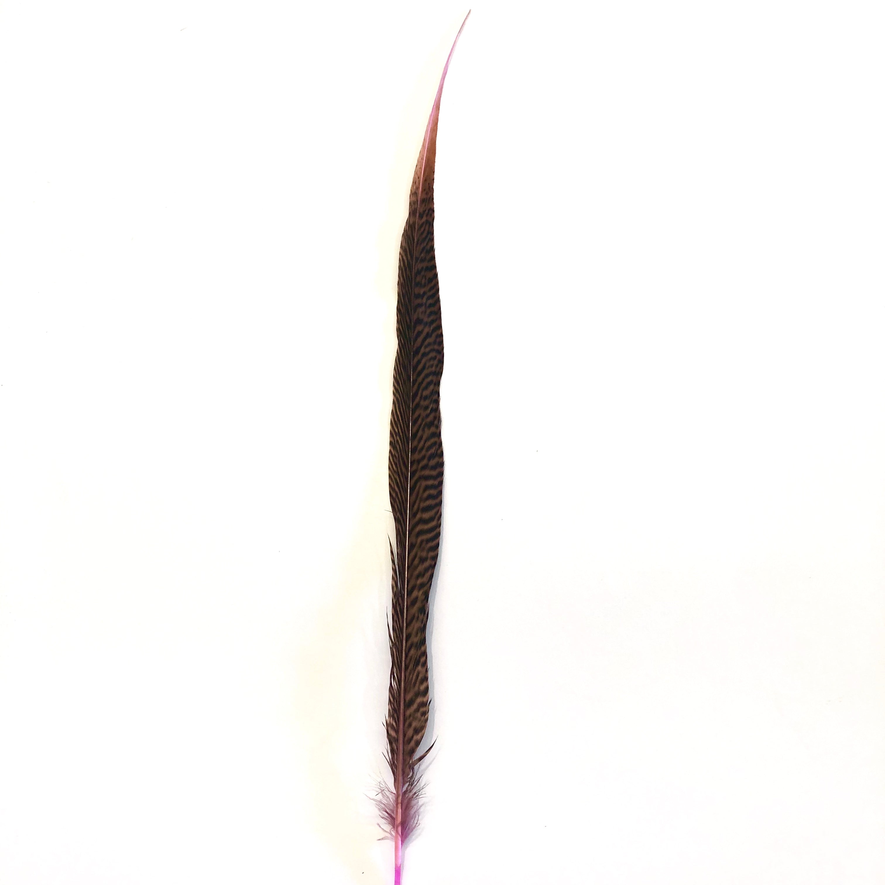 PHEASANT Natural Feathers 10-40cm Mixed Pack x 10