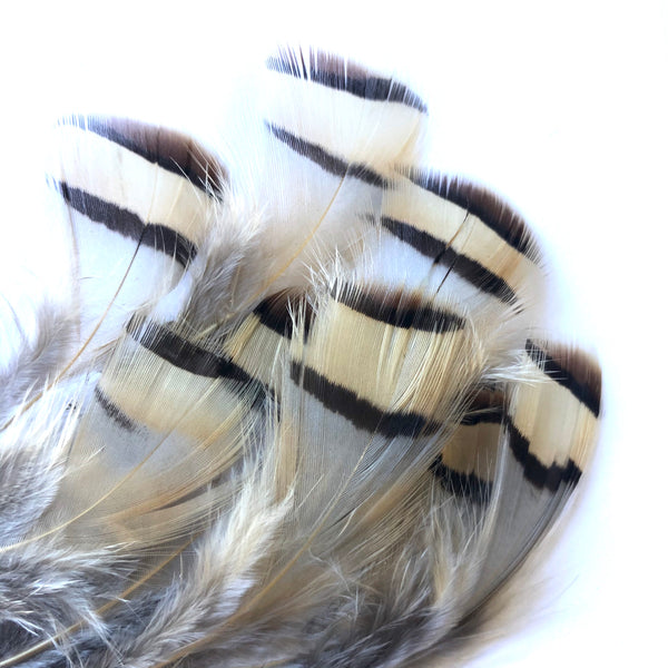 Natural Chukar Partridge Feather Plumage x 10 pcs
