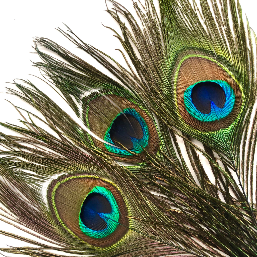 peacock feather with eye