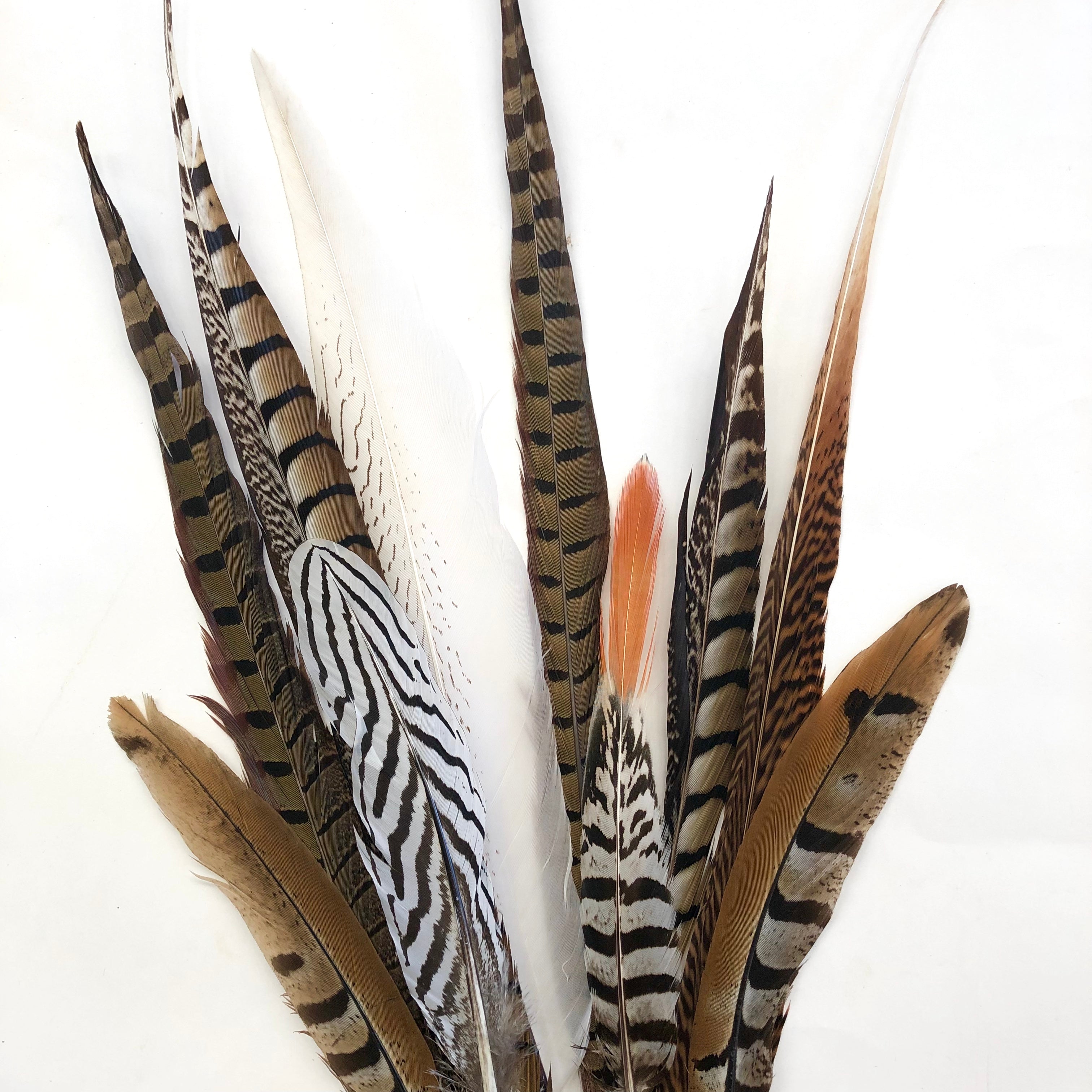 PHEASANT Natural Feathers 10-40cm Mixed Pack x 10