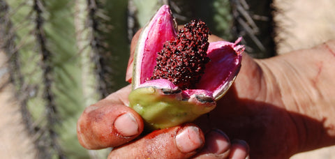 ripe saguaro fruit