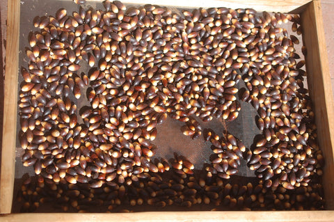 sun drying acorns