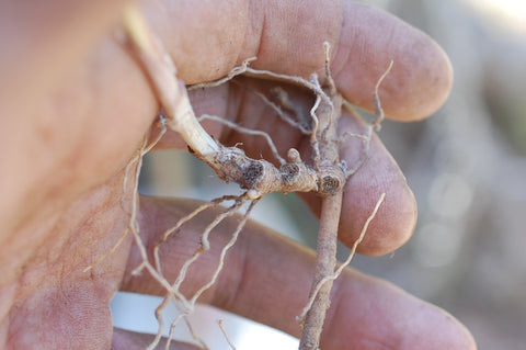 Maianthemum stellatum - Freshly harvested leafy stems with rhizomes attached - ready for re-planting