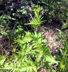 Bidens pilosa