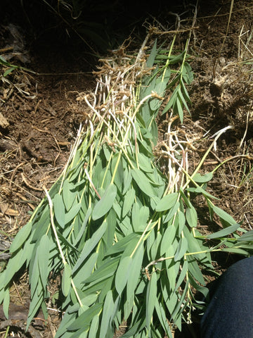 Maianthemum stellatum - Freshly harvested leafy stems with rhizomes attached - ready for re-planting