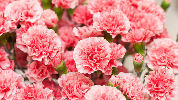 Carnations