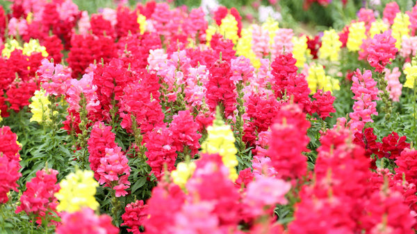 Snapdragons