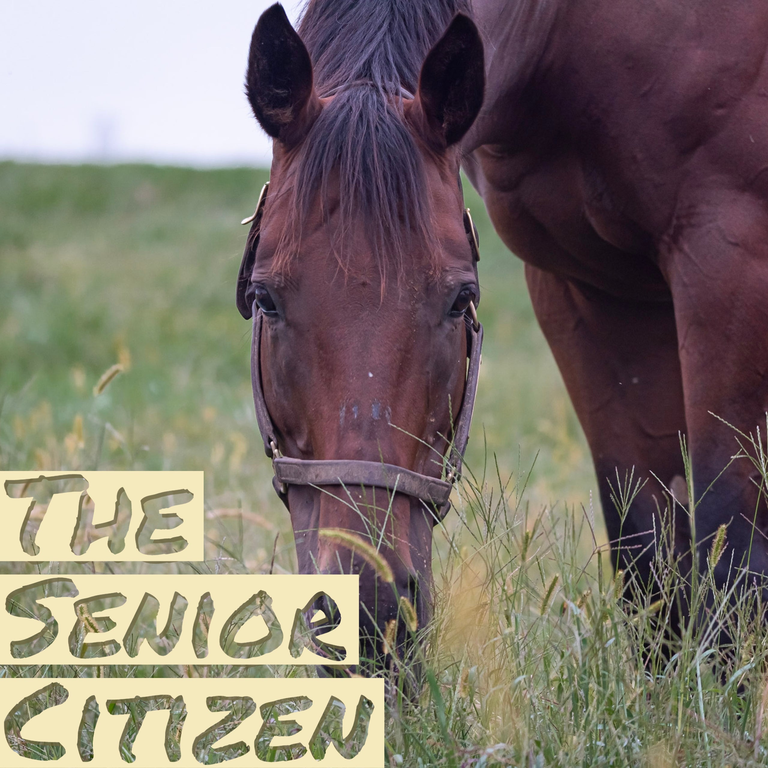 senior horses