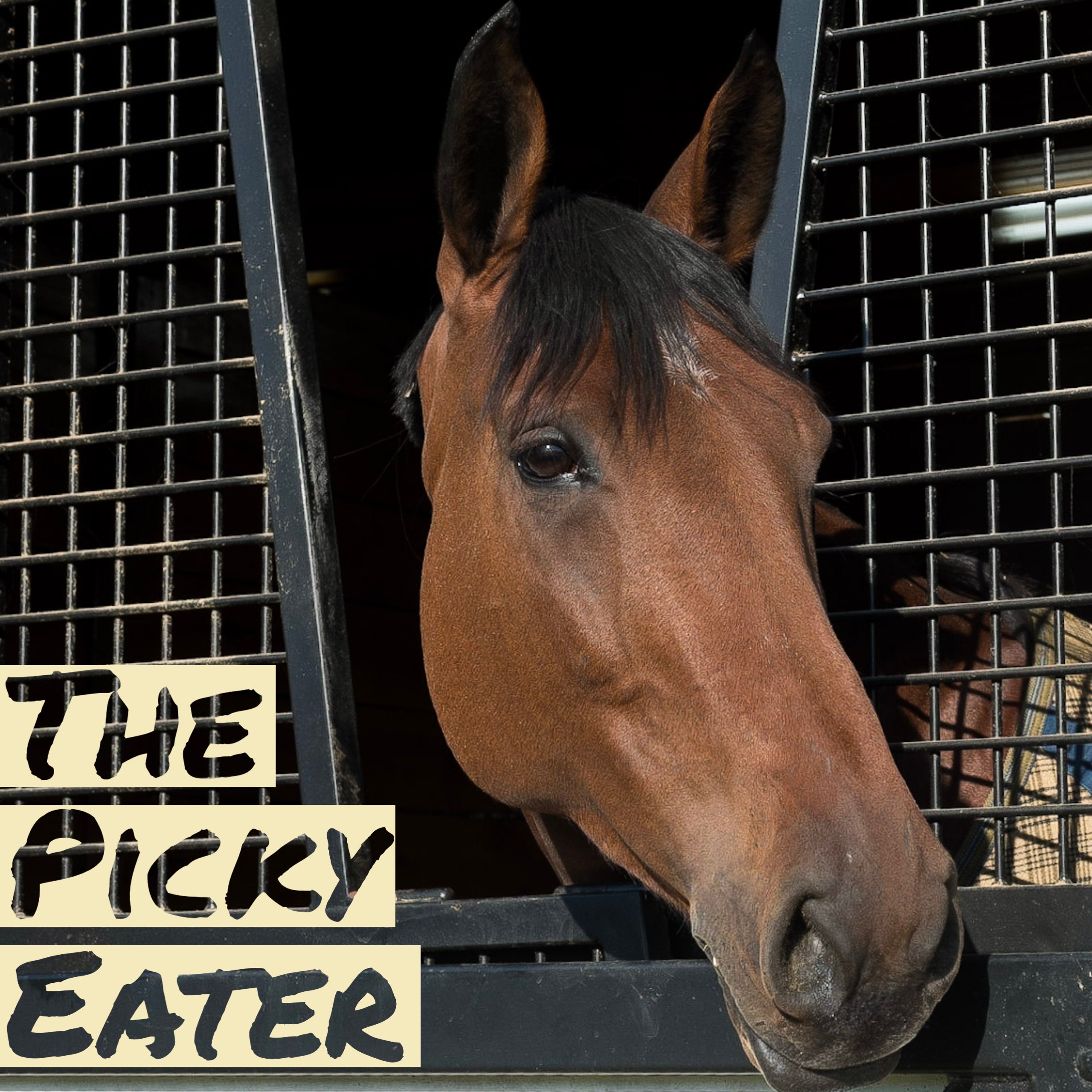 picky eater horse