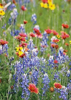 Wildflower Gardening in Oklahoma