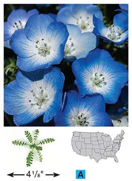 Nemophila menziesii Baby Blue Eyes - Buy Online at Annie's Annuals