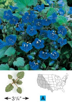 California Bluebell Seeds (Phacelia campanularia) – Vermont Wildflower Farm