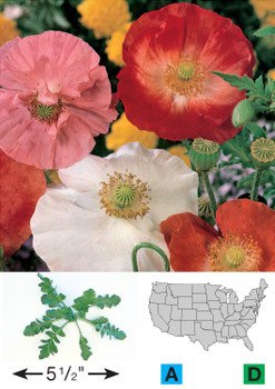 Papaver rhoeas (Red Poppy) Seeds | Everwilde Farms