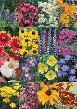 Rocky Mountain Wiildflower Mix - Stover Seed since 1922