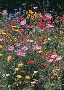 Southeast Wildflower Seed Mix