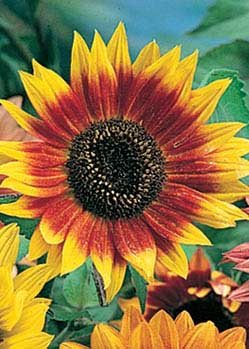 Buy Sunflower Autumn Beauty Flower Seed Online