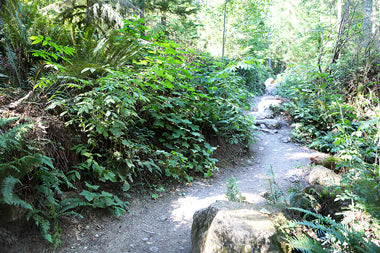 Curvy trail on Rattlesnake Ledge.