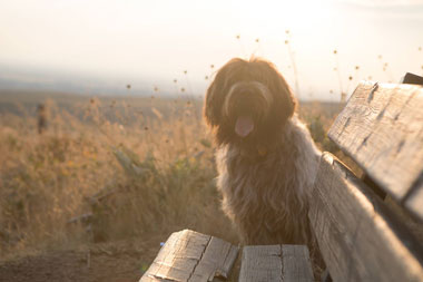 Bench on M-Trail with a dog named Rugger. Bench on M-Trail with a dog named Rugger.