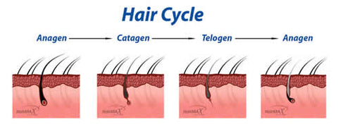 Hair Loss Cycles  PRP for Hair Loss  Hair Transplant Kansas City  Des  Moines IA