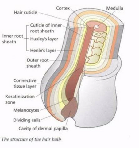 The Biology of Hair Growth  Semantic Scholar