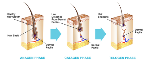 Hair Growth Fases