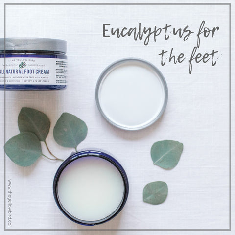 Eucalyptus Oil Benefit for feet yellow bird foot cream