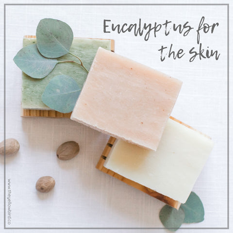 Eucalyptus Oil benefits for skin yellow bird eucalyptus soap