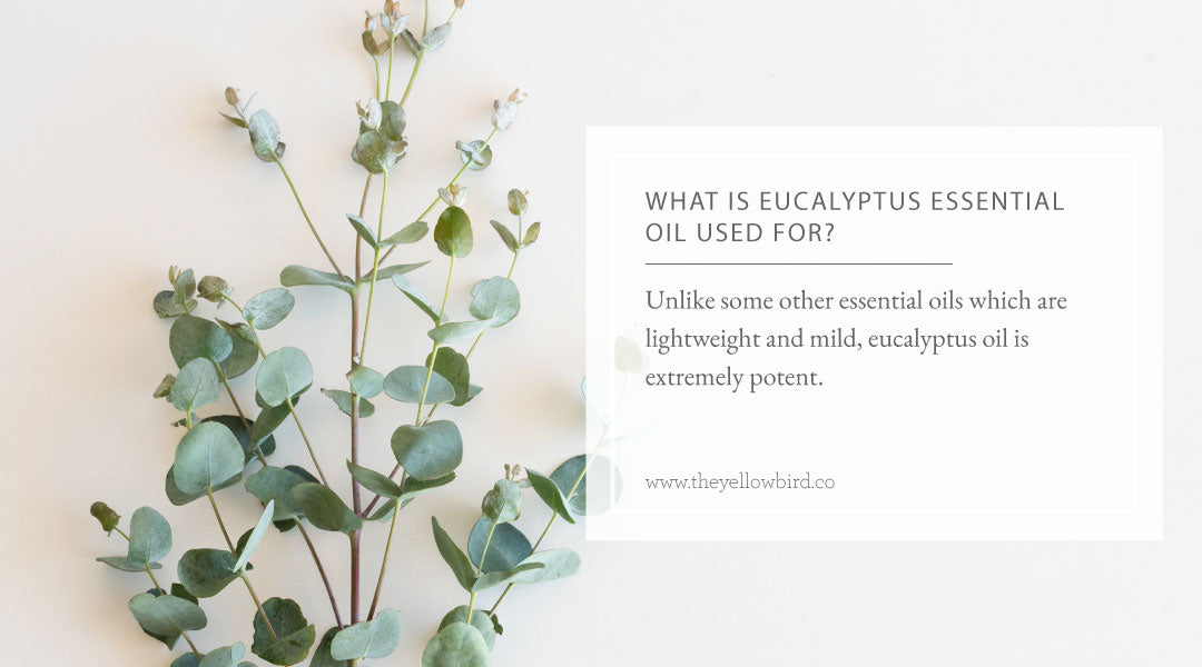 What is Eucalyptus Essential Oil Used For