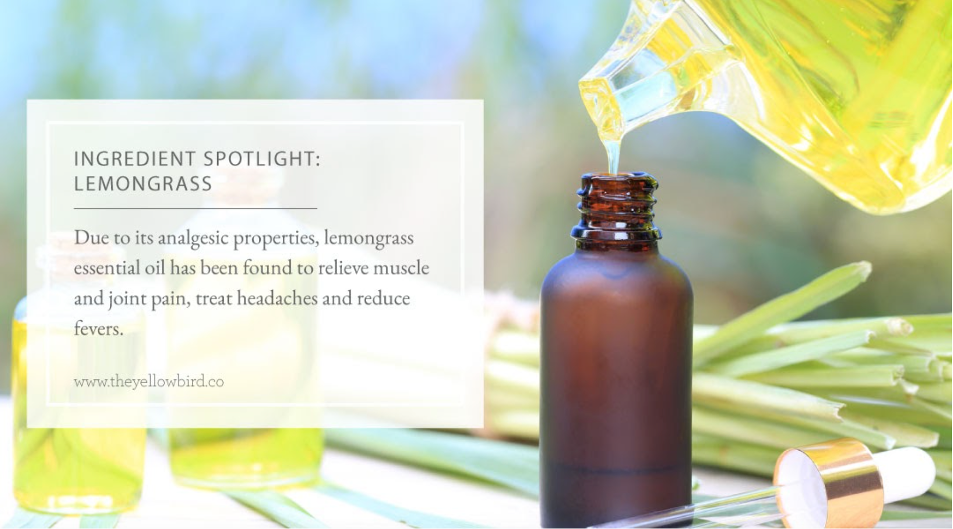 Lemongrass Essential Oil - Nourish