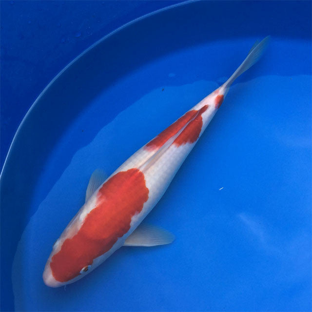 KOI FOR SALE - KOI OUTLET