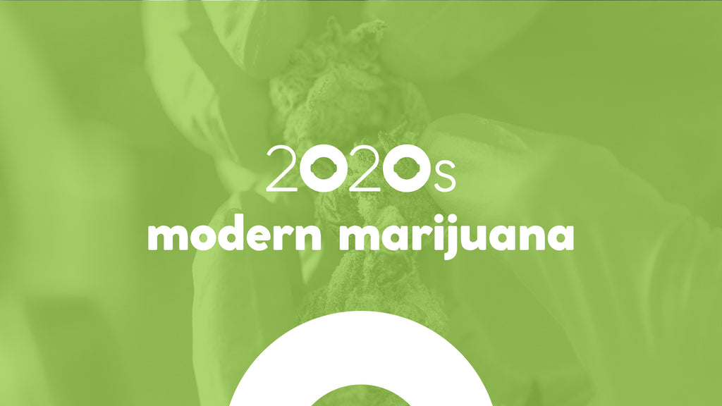 modern marijuana