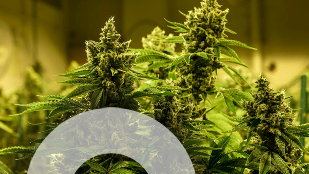 Indica vs Sativa vs Hybrid: Key Differences You Need to Know