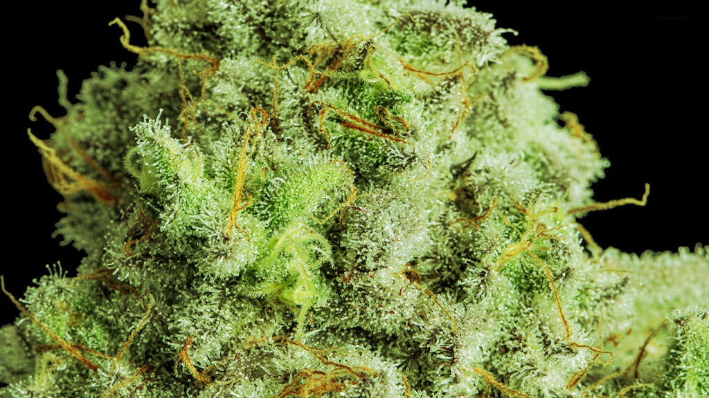 12+ Best Light Dep Strains